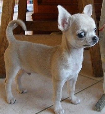 des Jardins de l'Atlantique - Chiot disponible  - Chihuahua