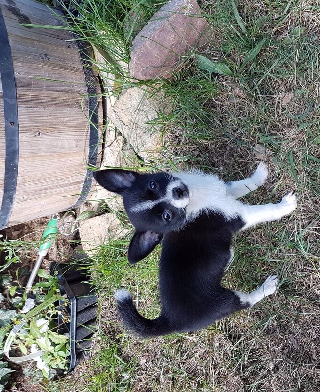 des Jardins de l'Atlantique - Chiots disponibles - Chihuahua